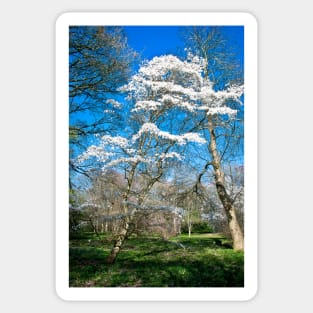 Winkworth Blossom Sticker